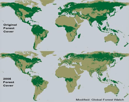 Amazon Rainforest