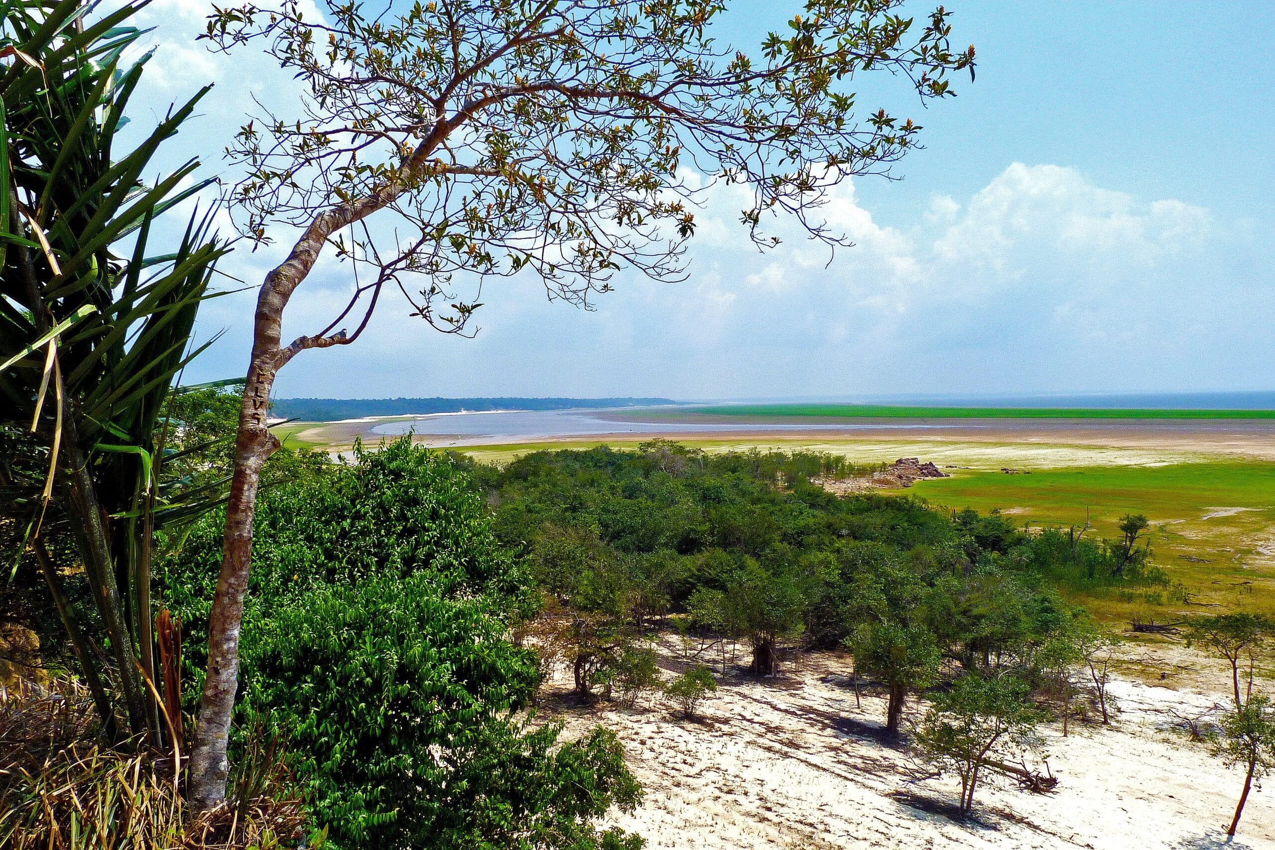 Amazon Rainforest 