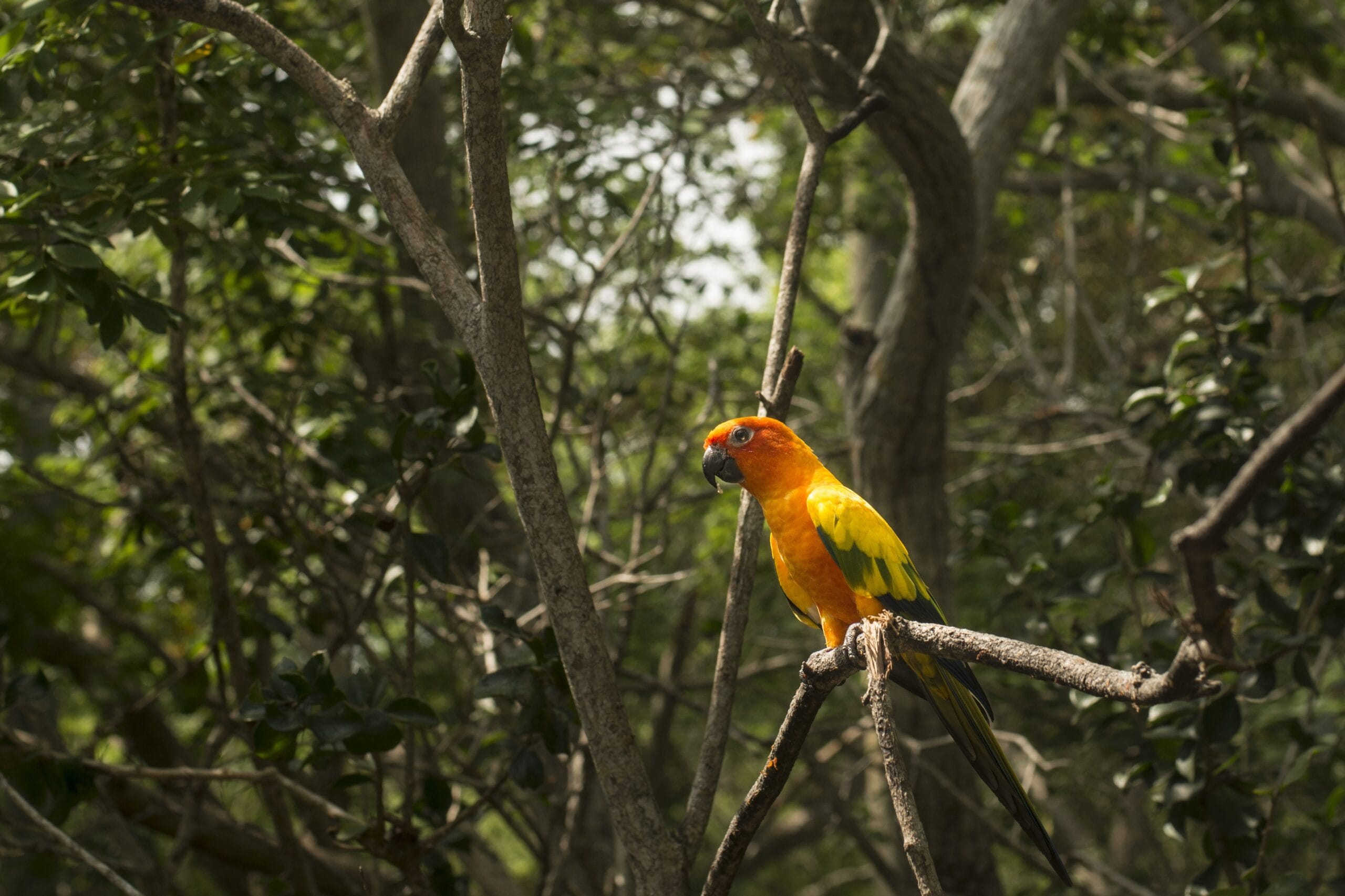 Amazon Rainforest