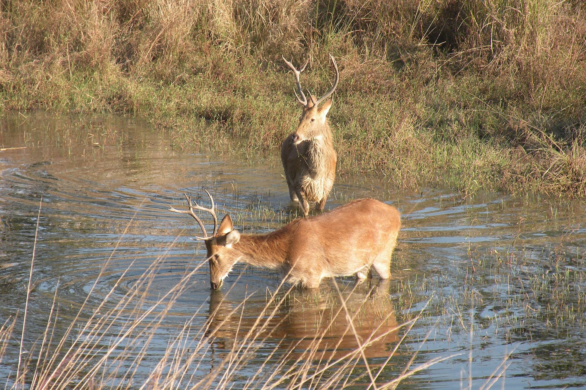 National Parks of India 