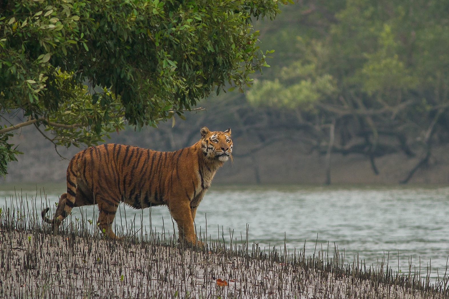 National Parks of India