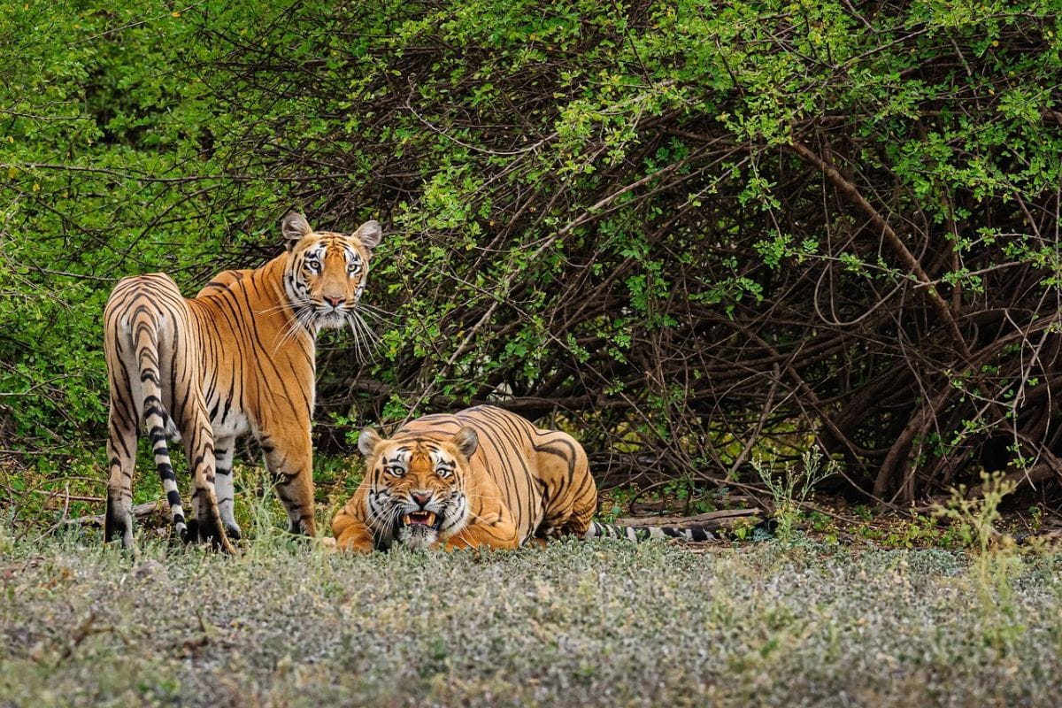 टाइगर रिज़र्व