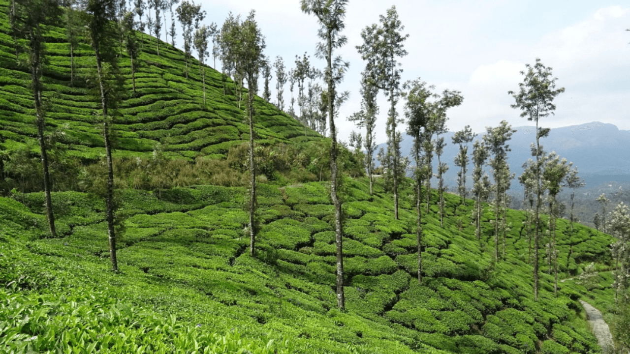 मानसून यात्रा